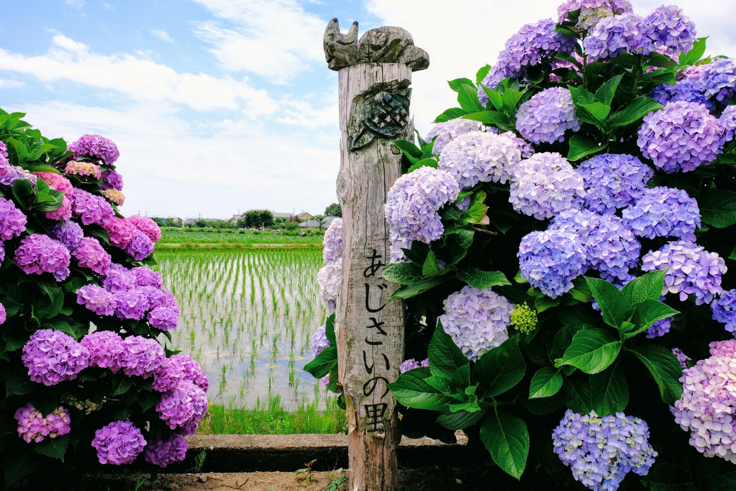 開成町のあじさい — 5,000株が彩る初夏の田園風景