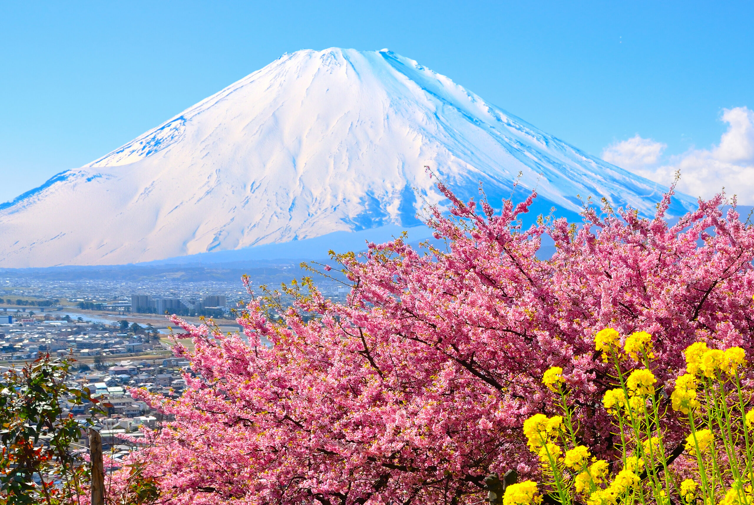 松田町の河津桜と富士山 — 西平畑公園から望む早春の絶景