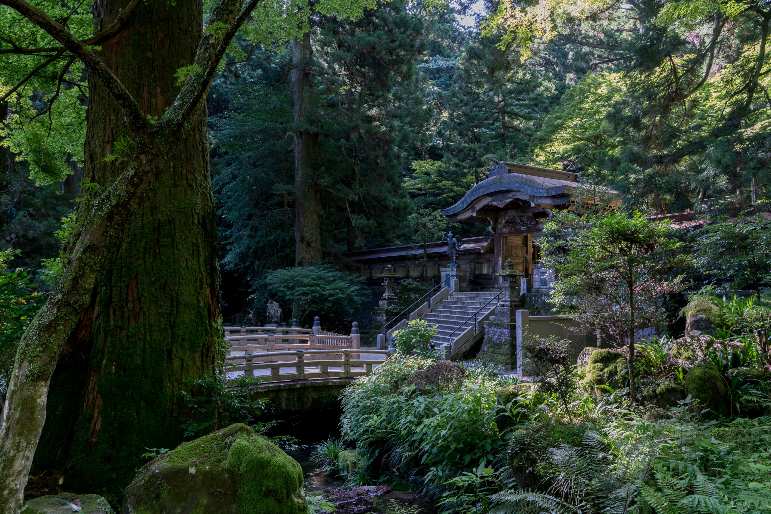 大雄山最乗寺の杉並木 — 樹齢500年超の巨杉が連なる参道
