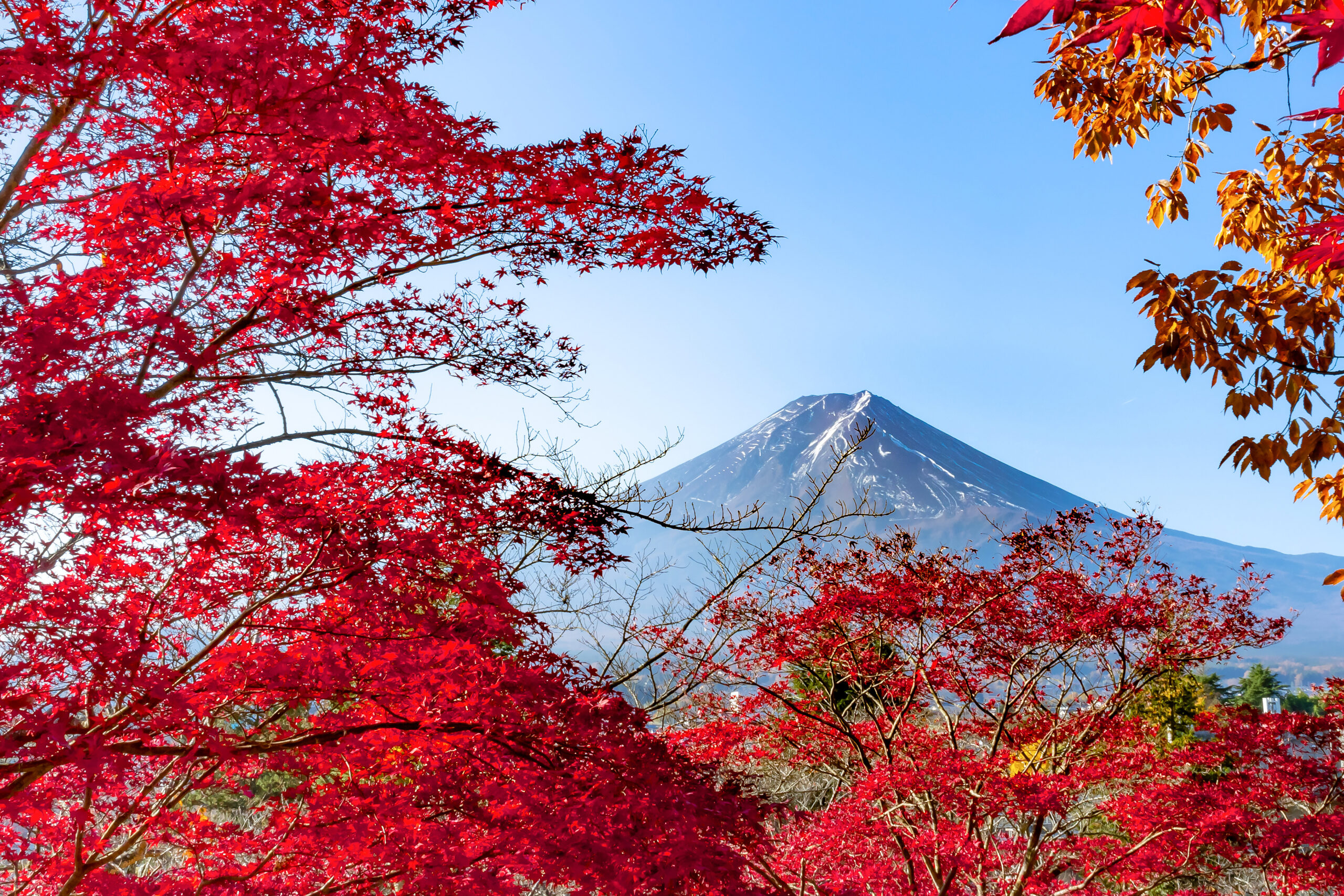 紅葉の登山道と冠雪の富士山 — 秋の足柄ハイキングの絶景