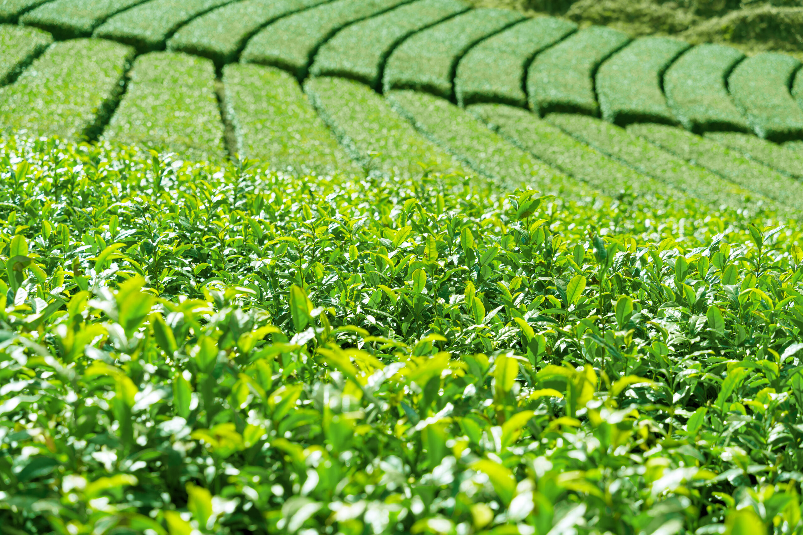 足柄茶の産地・神奈川県西部の茶畑