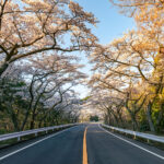 箱根と足柄を結ぶ山道 — 日帰り旅の出発点